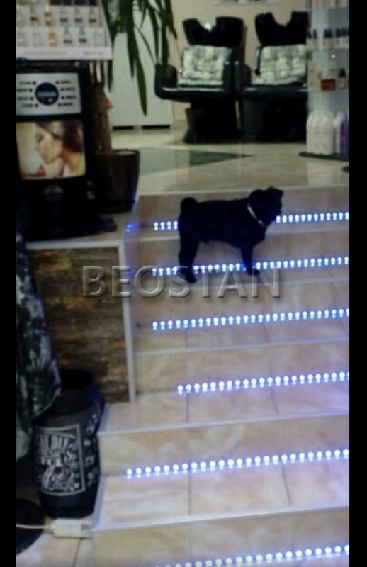 Lokal - Vozdovac #66080